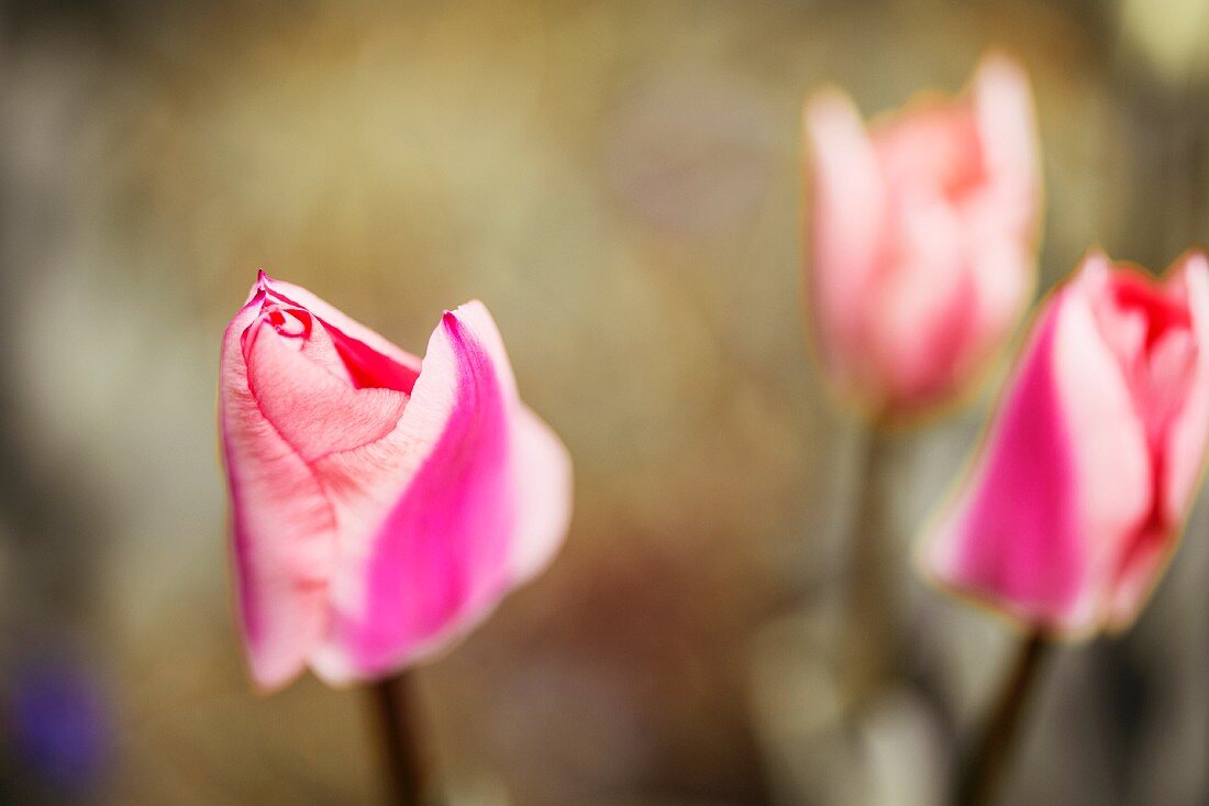 Pinkfarbene Tulpen