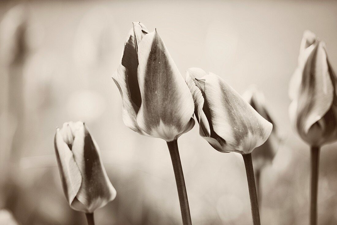 Schwarz-Weiß-Aufnahme von Tulpen