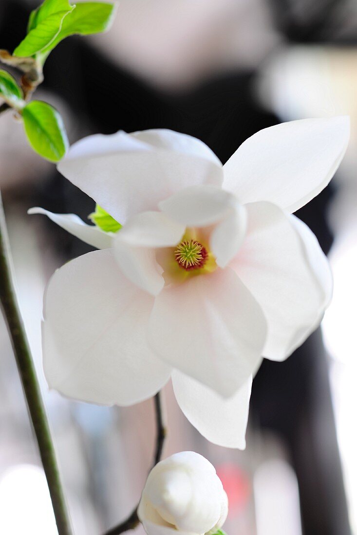White flower and flower bud