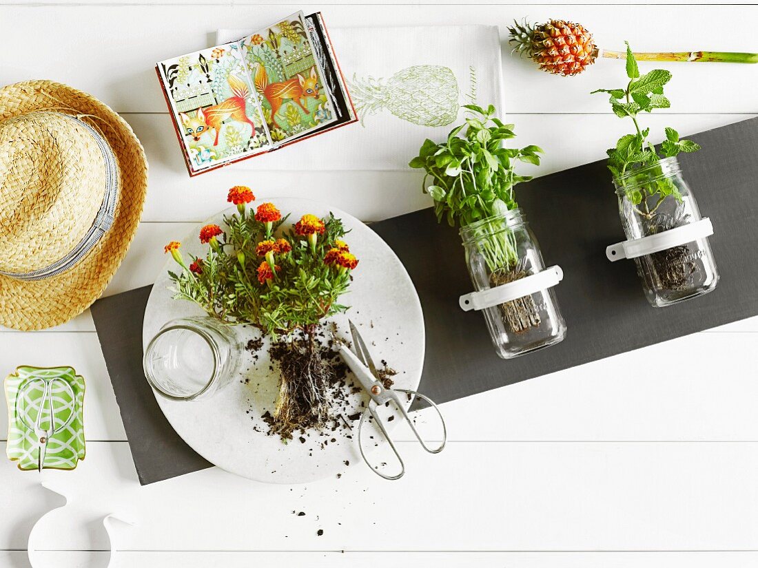 Einmachgläser an graues Paneel geschraubt mit Küchenkräutern bepflanzt