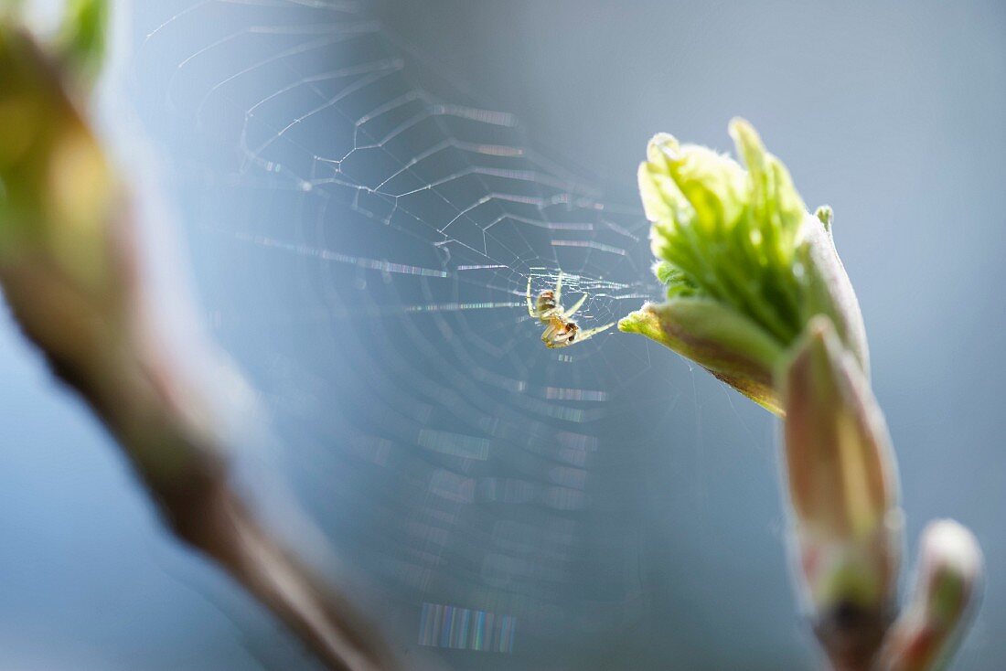 Spinne mit Spinnennetz auf einer Pflanze