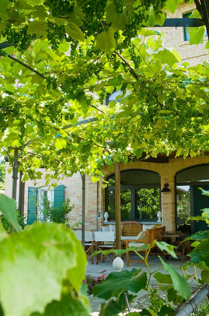Pergola covered with wild grapevines on the terrace in front of a Mediterranean house