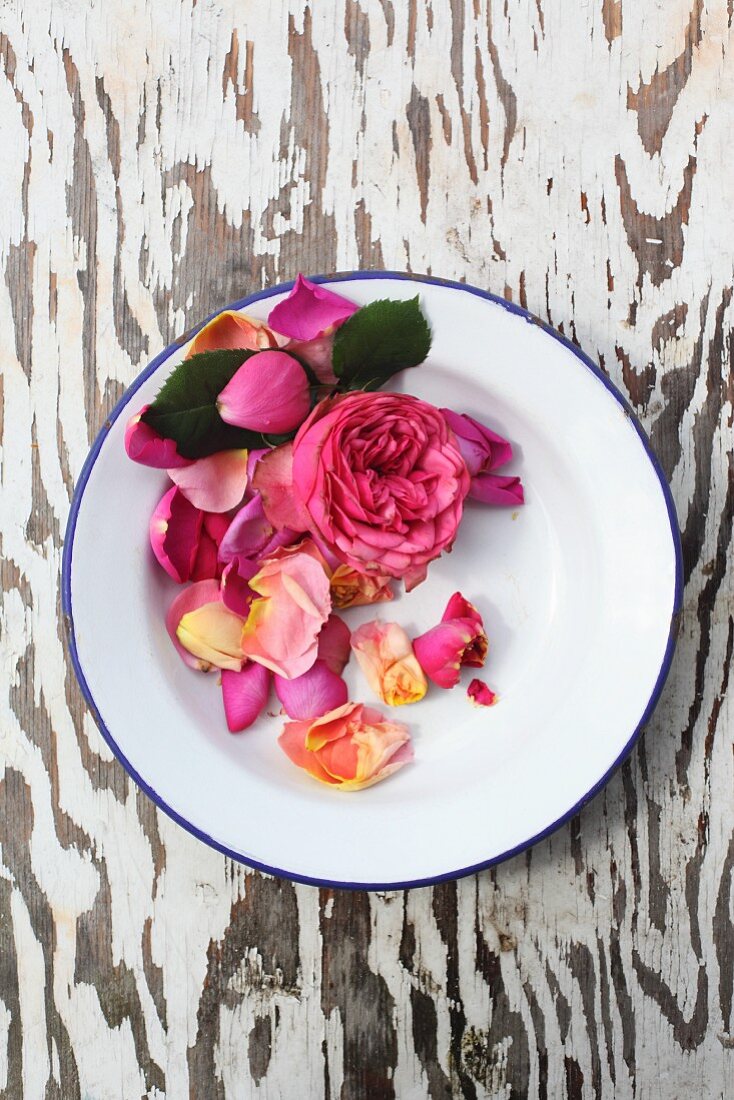 Pink rose and petals on enamel plate on wooden surface
