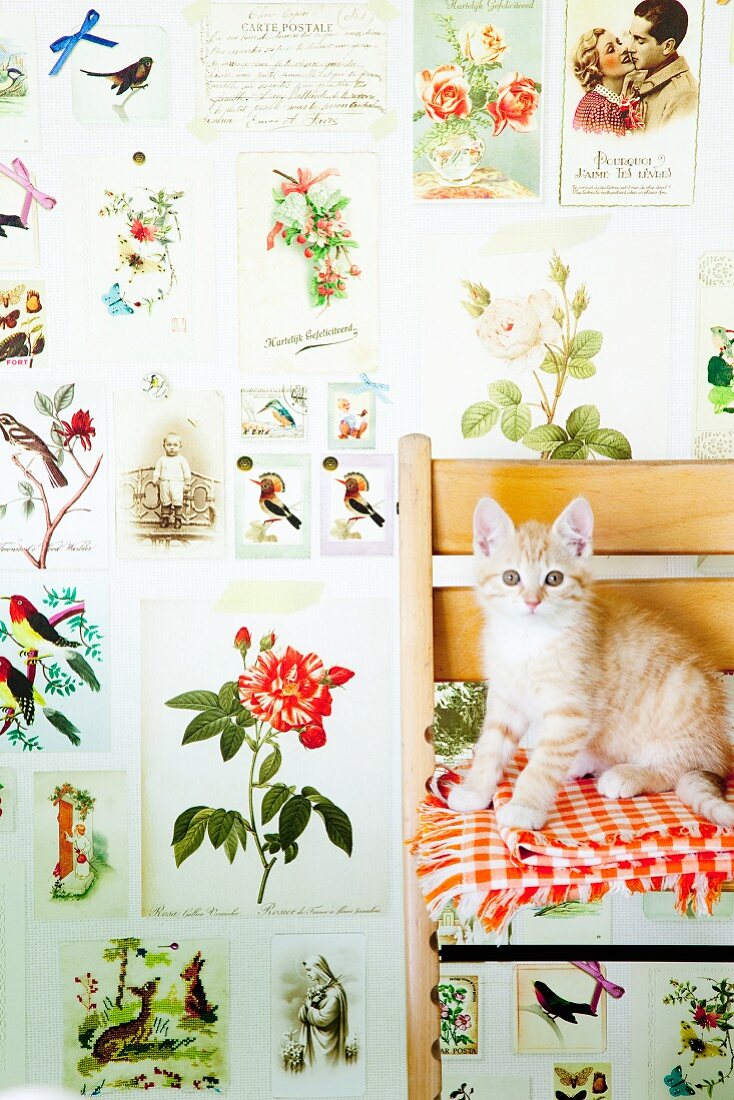 Kitten on chair against vintage-style wallpaper with pattern of flowers and animals