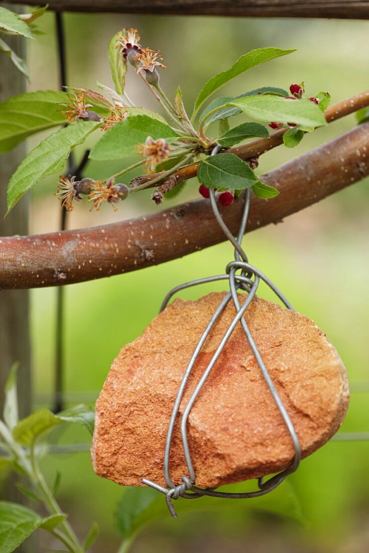 Stone wrapped in wire hung from branch of fruit tree