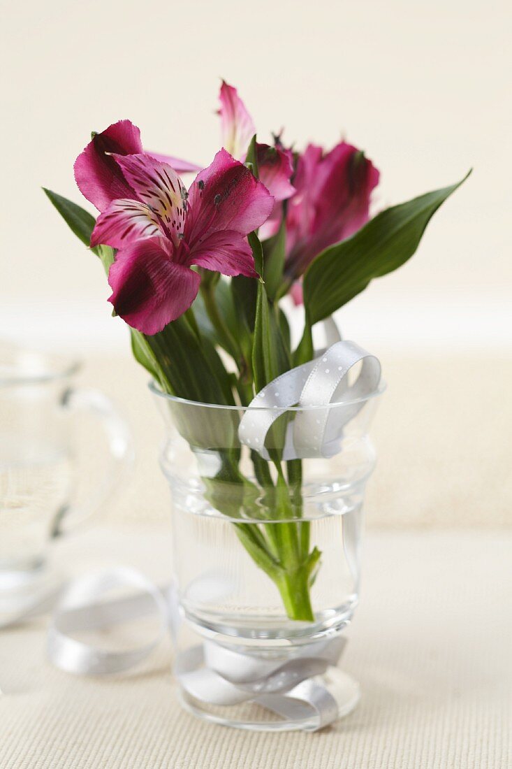 Peruvian Lilies on a Glass with Ribbon