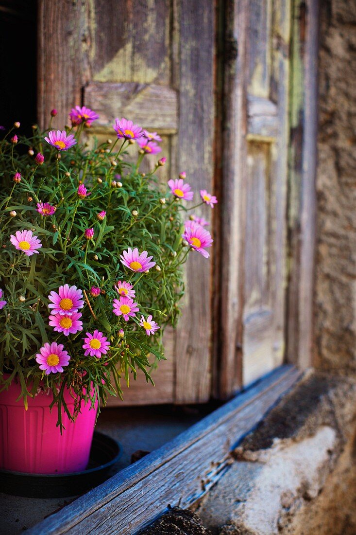 Flower pot with pink daisies on an old window sill