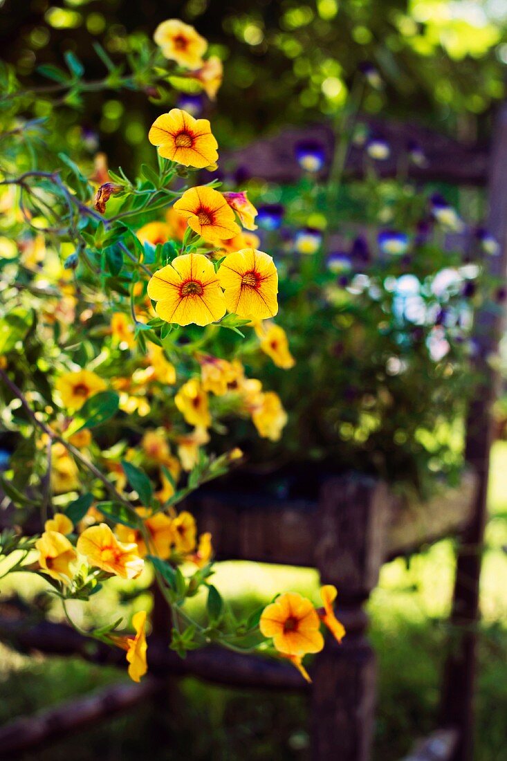 Yellow petunias in full bloom in a garden
