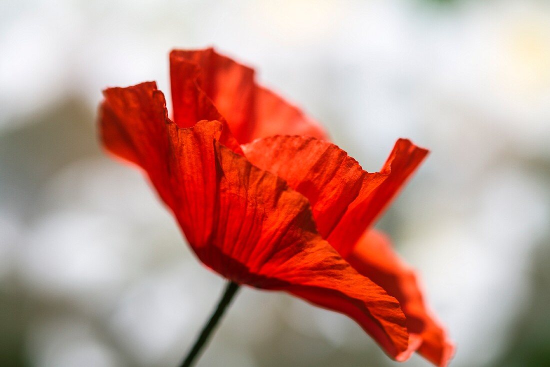 Red poppy (close up)