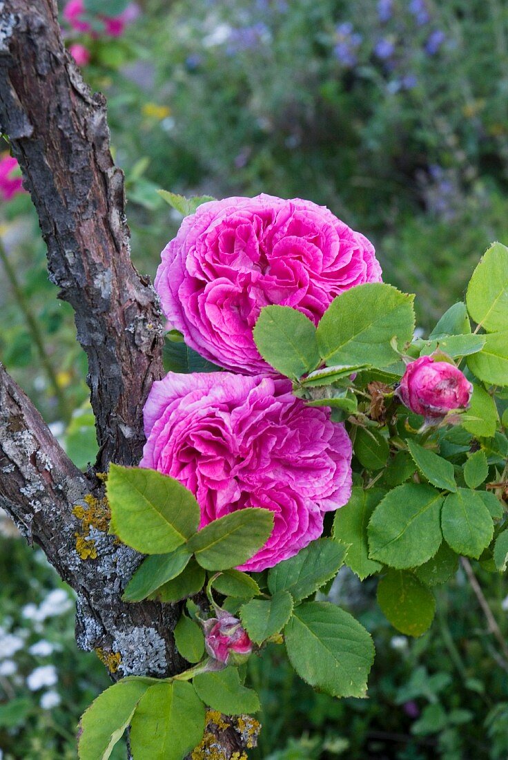 Bourbon roses (old rose variety)