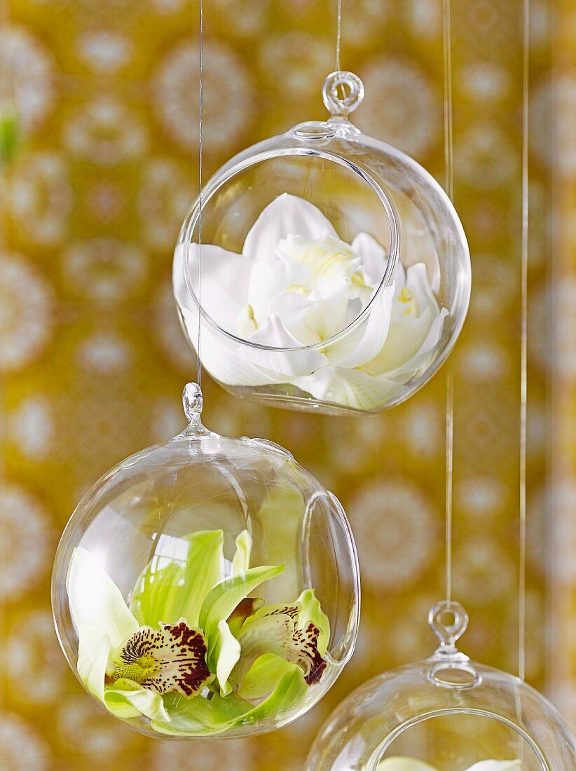 Hängende Glaskugeln mit Orchideenblüten
