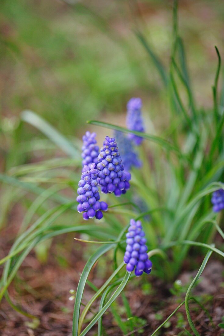 Grape hyacinths