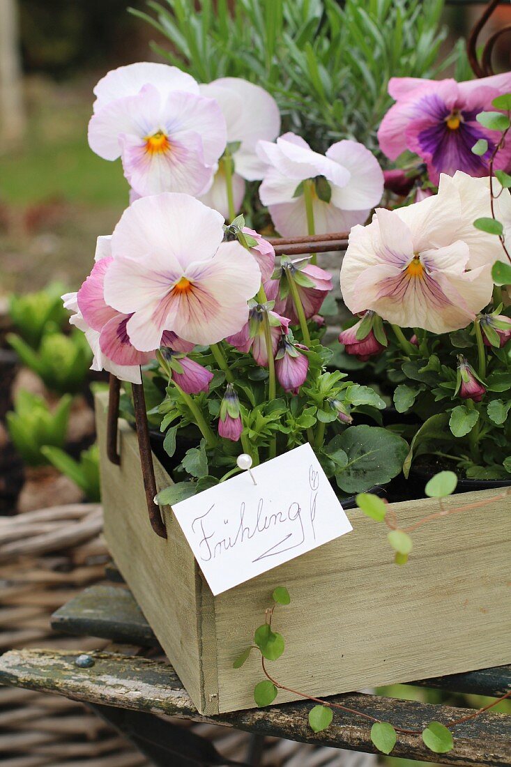 Pansies in a wooden box on a garden chair