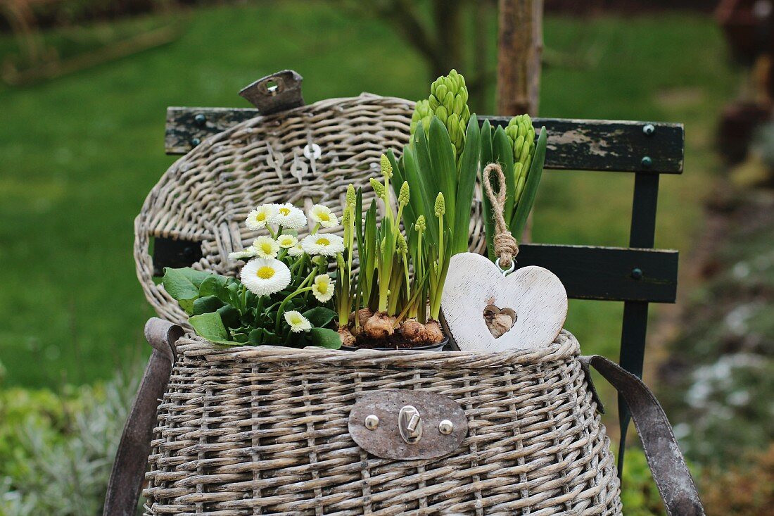 Frühlingskorb mit Bellis, Hyazinthen und Herzanhänger auf einem Gartenstuhl
