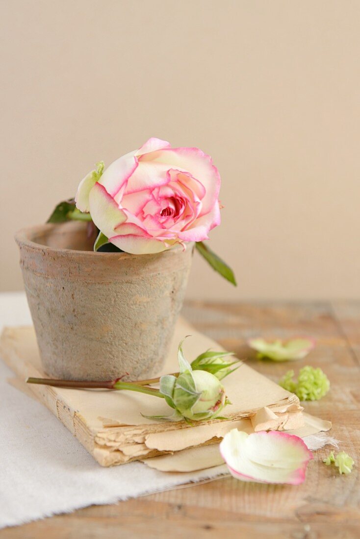 Roses in a flower pot on an old book