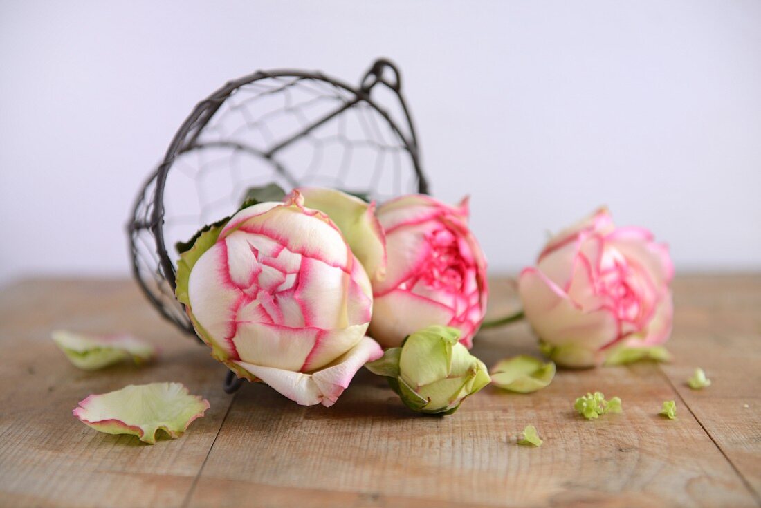 Rose in a wire basket on a wooden surface