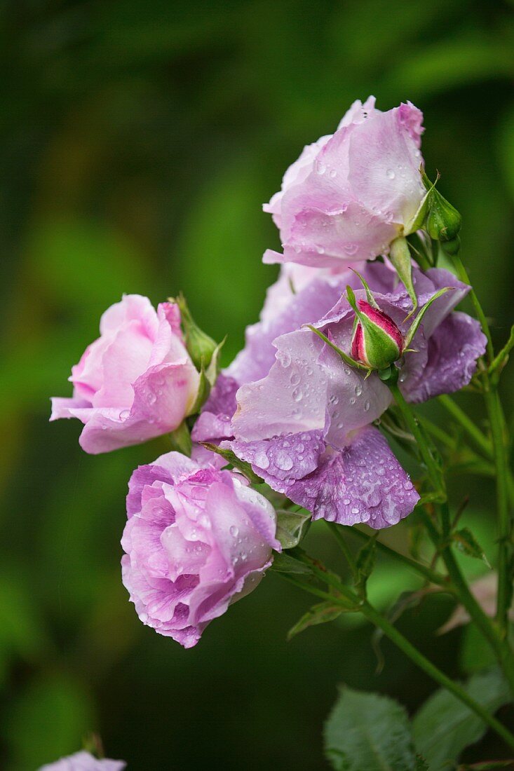 Flowering pink roses in garden (close-up)