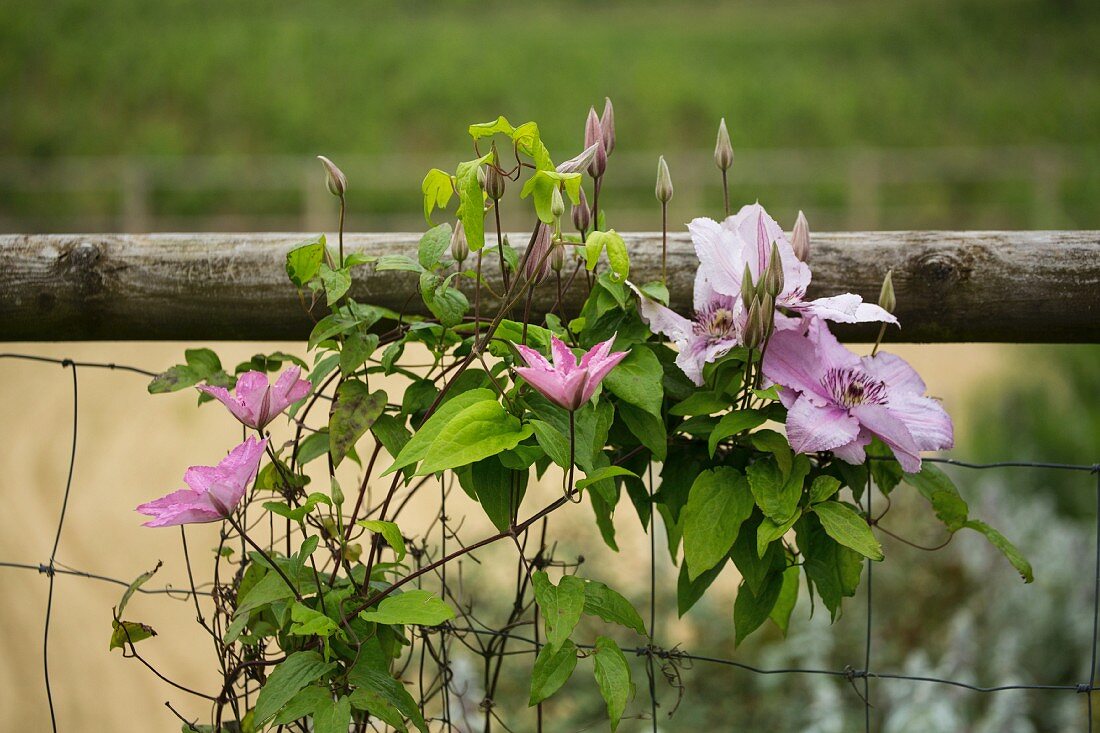 Flowering clematis on wire garden fence