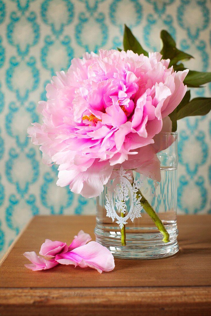 Prachtvolle rosa Pfingstrosenblüte in einem Wasserglas mit floraler Gravur vor hellblauer Mustertapete auf einer dunklen Holztischplatte stehend; liegende Blütenblätter vollenden die Bildkomposition