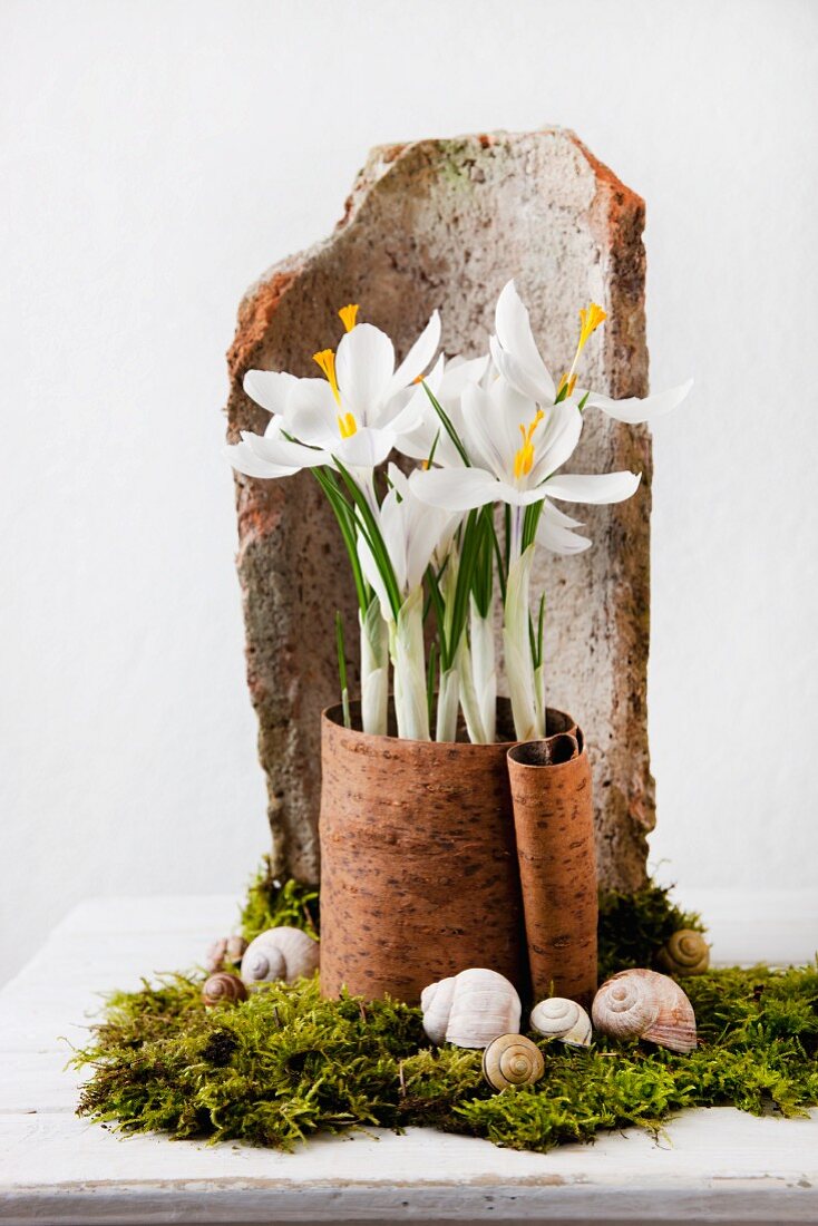 Arrangement of white crocuses in piece of bark on bed of moss in front of roof tile fragment