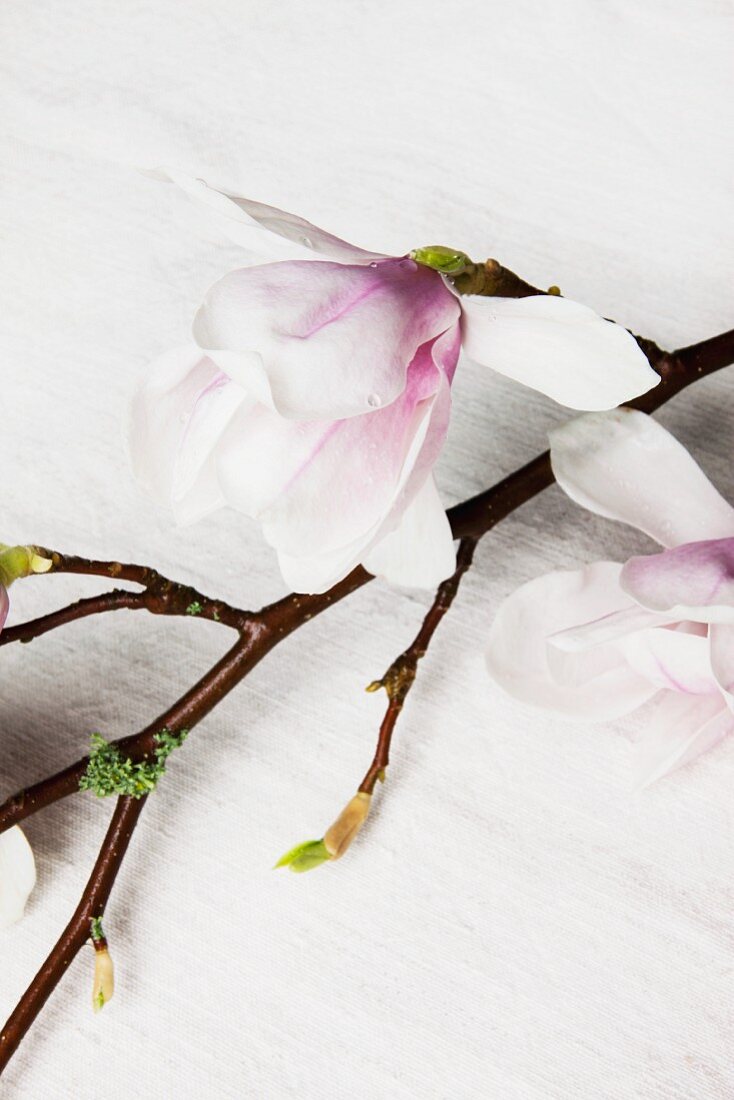 Close-up of magnolia flowers on twig lying on linen cloth