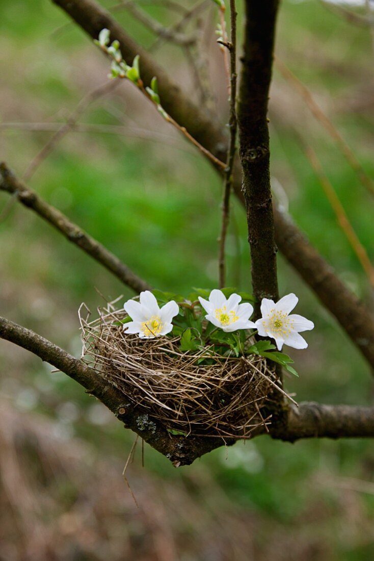 Anemones in bird's nest on branch in garden