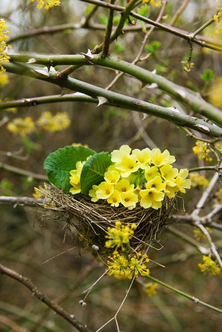 Primroses in bird's nest in thicket (of dog rose and flowering cornelian cherry)