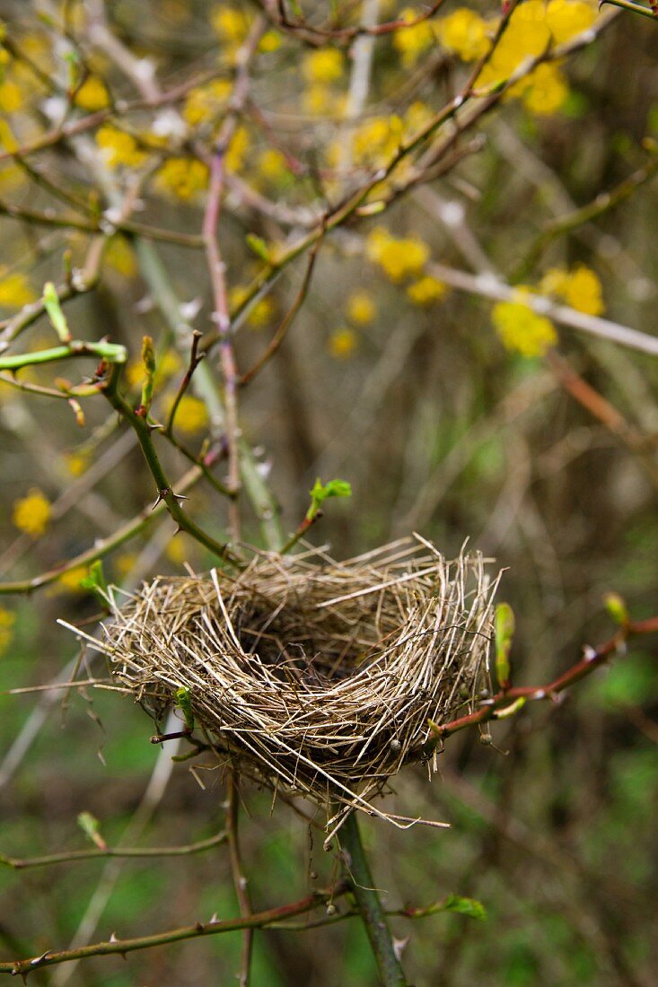 Empty bird's nest in thicket of dog rose and flowering cornelian cherry
