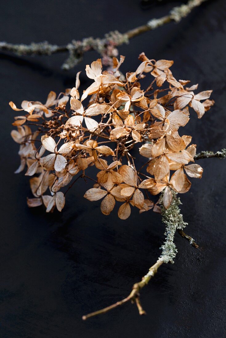 Dried hydrangea and twig covered in lichen