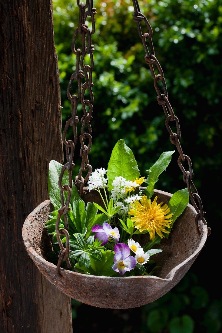 Verschiedene Frühlingskräuter und Blüten in einer aufgehängten Metallschale im Garten
