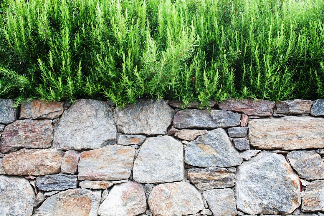 Rosmarinpflanzen auf einer Steinmauer