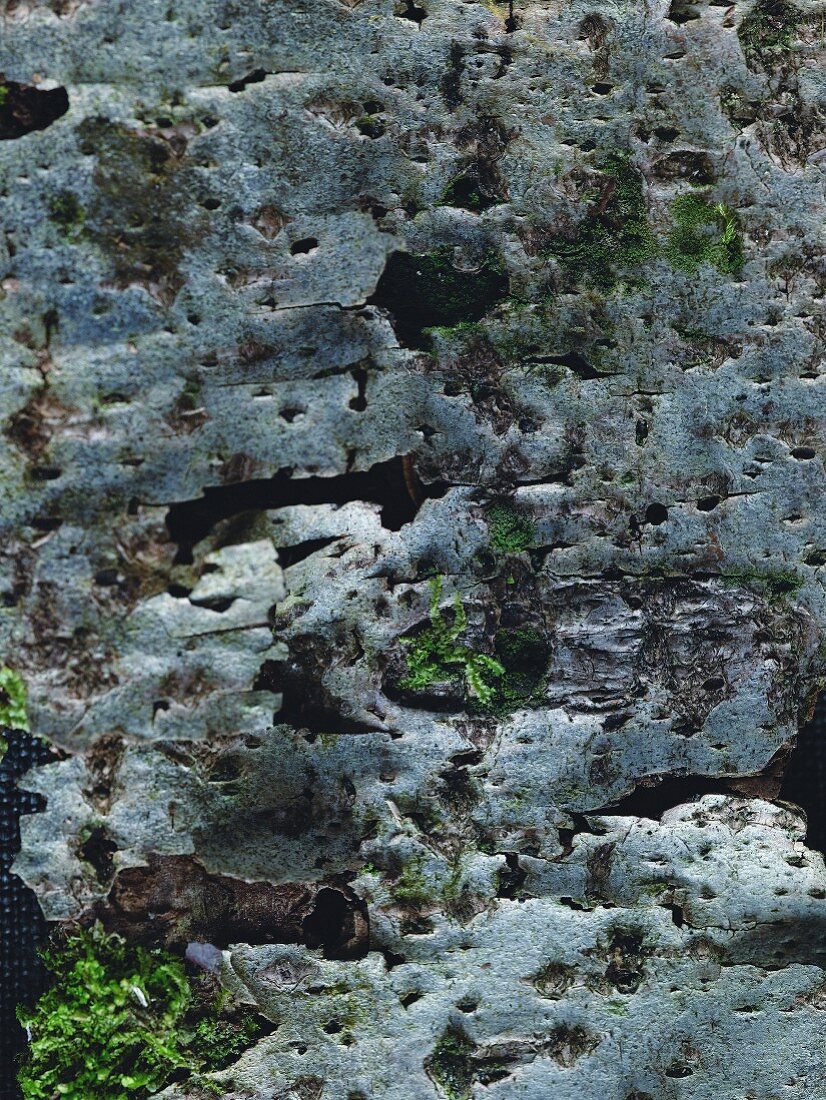 Bark with mossy patches (detail)