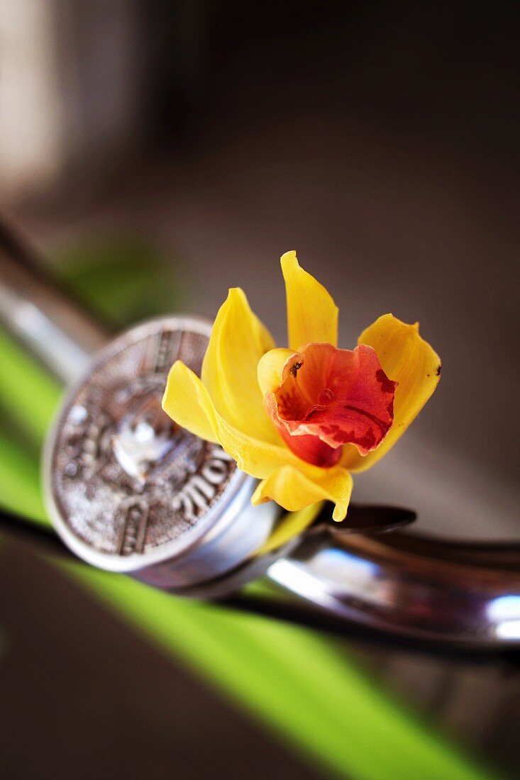 Orchid flower on bicycle bell