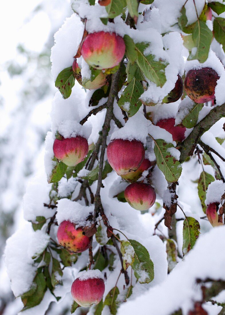 Rote Äpfel auf schneebedecktem Baum