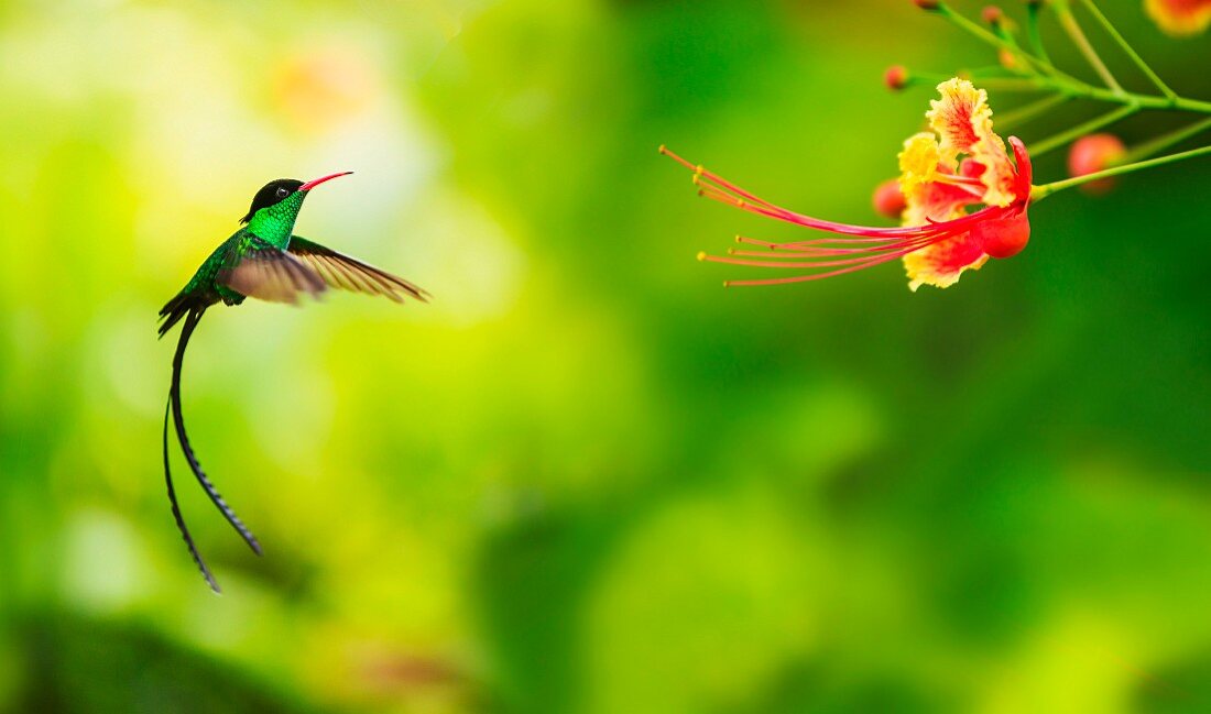 Kolibri im Anflug auf eine Blume