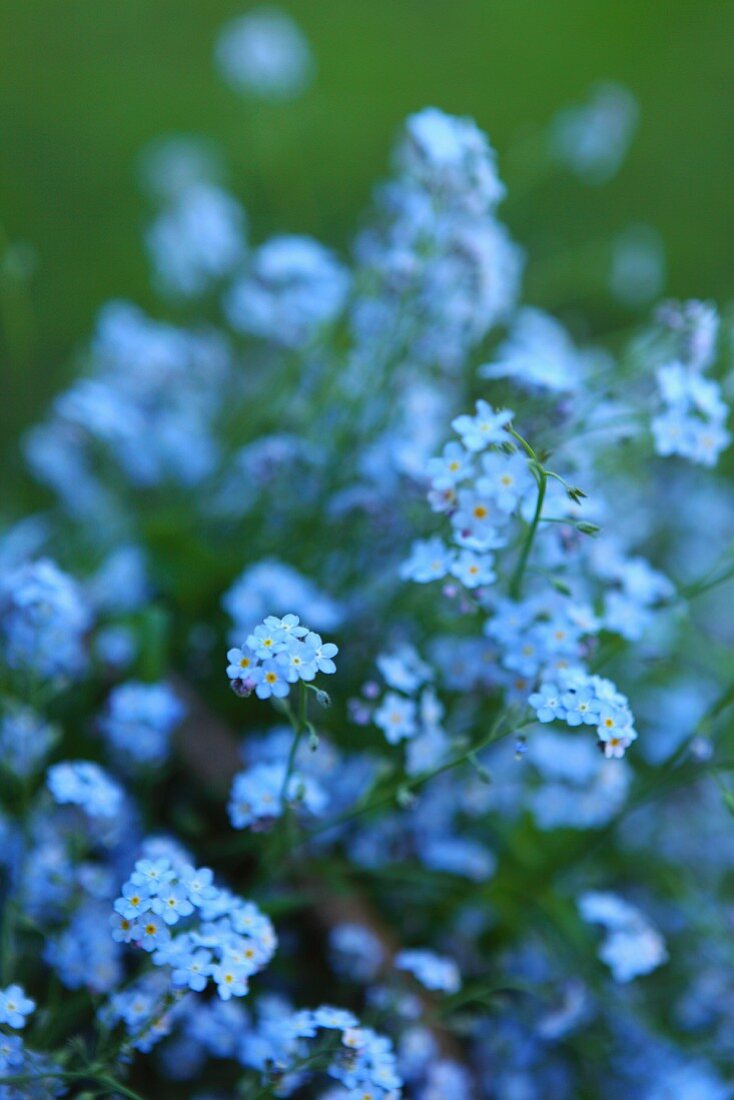Forget-me-not (close-up)