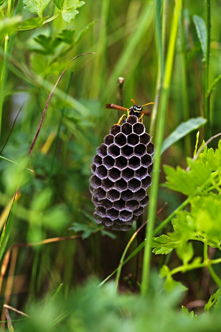 A wasp nest with a wasp in a meadow