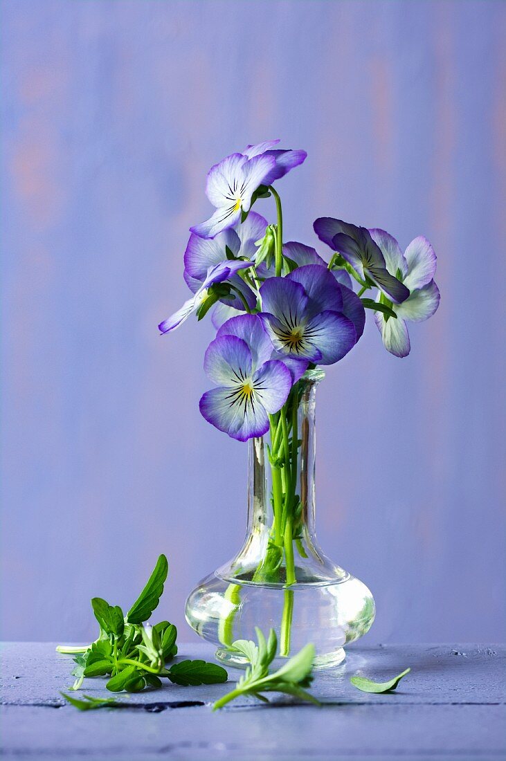 Violas in vase