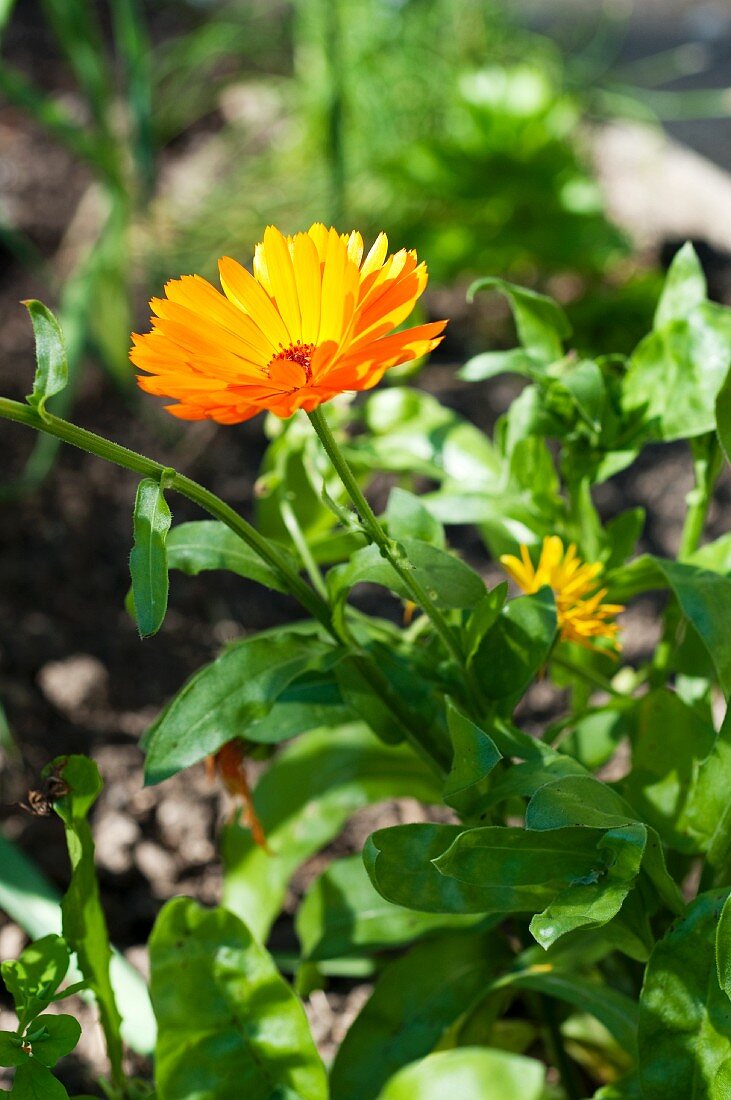 Strahlende Ringelblume