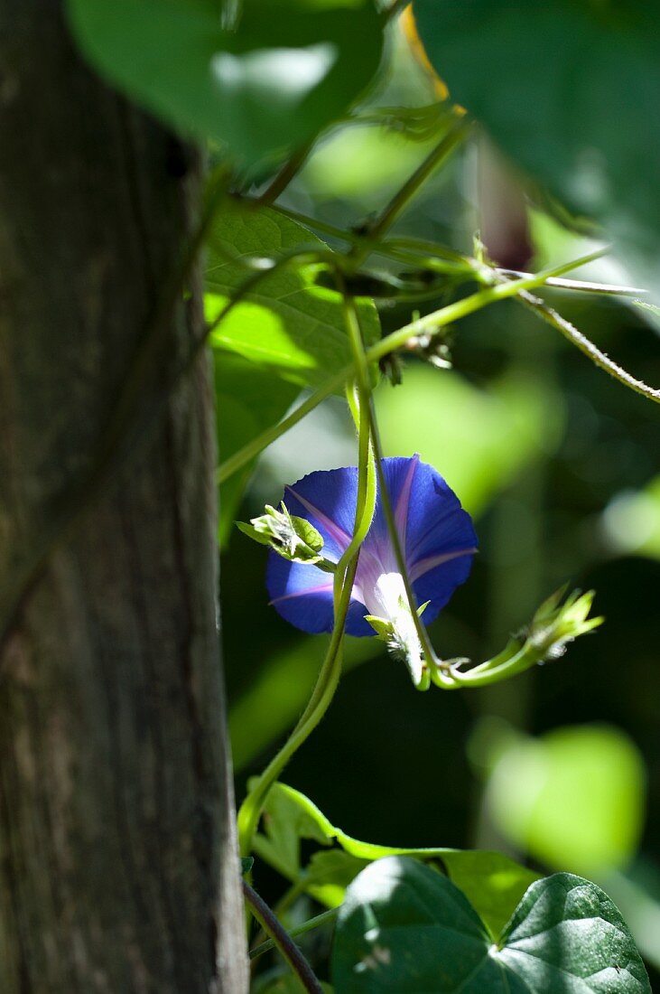 Trichterwinde im Sonnenlicht