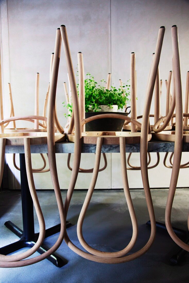 Helle Holstühle umgedreht auf Tisch gestellt und Grünpflanze in Bottich