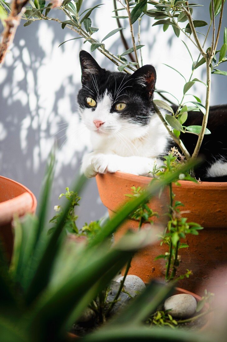 View of cat in terracotta pot seen through leaves