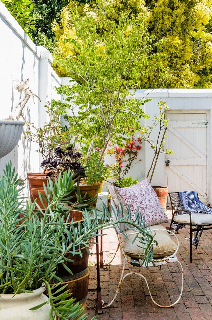 Sonnenbeschienener Innenhof mit Pflanzen im Topf vor weisser, hoher Mauer und filigrane Sitzbank aus Metall