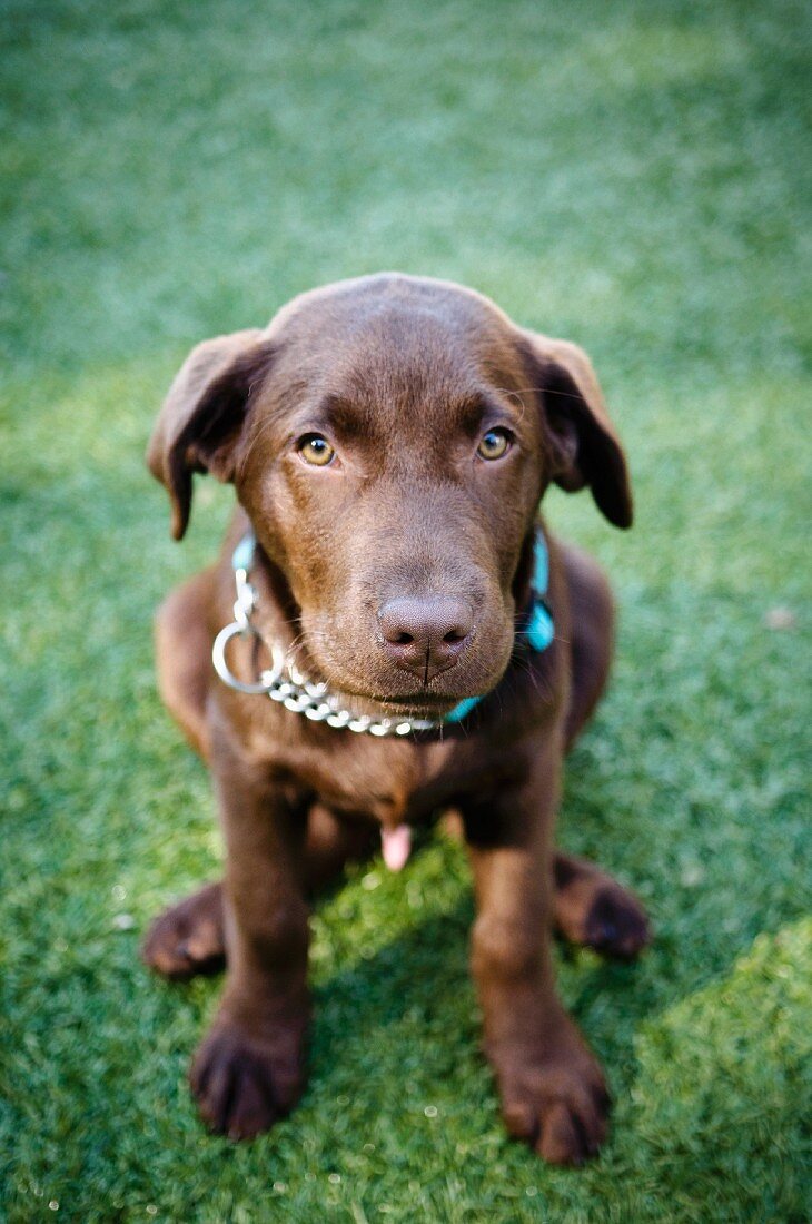 Chocolate Labrador puppy on lawn