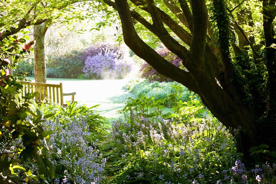 Weitläufiger Garten mit blau blühender Glockenblumen (Campanula Rotundifolia) und Holzbank unter Ahornbäumen