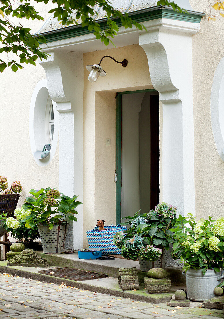 Eingangsbereich eines Hauses mit Pflanzen und Hund in Tragetasche