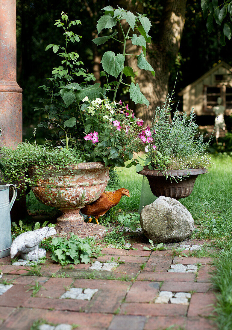 Idyllische Gartenecke mit Pflanzgefäßen und Huhn