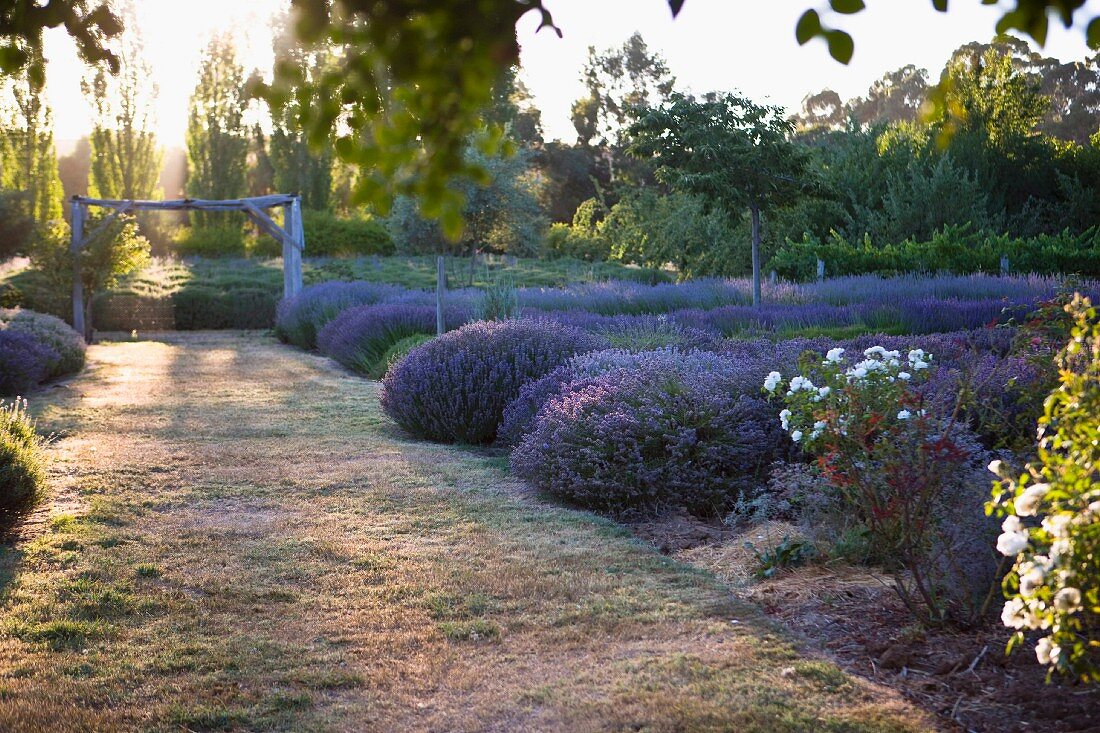 Shafts of sunlight in field of lavender
