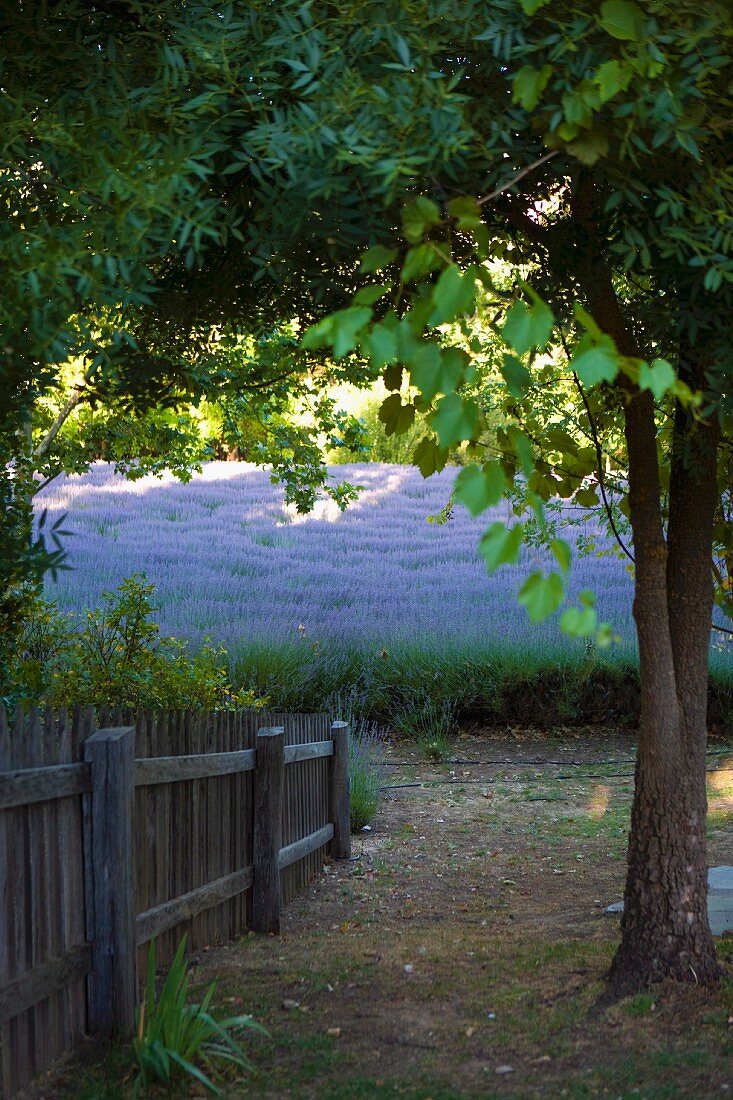 Blick von oben auf teilweise sichtbaren Gartenzaun, dahinter Lavendelfeld