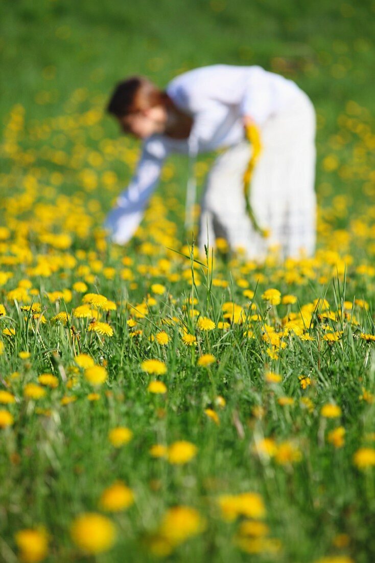 Woman dressed in white in field full of dandelions picking flowers for a head wreath
